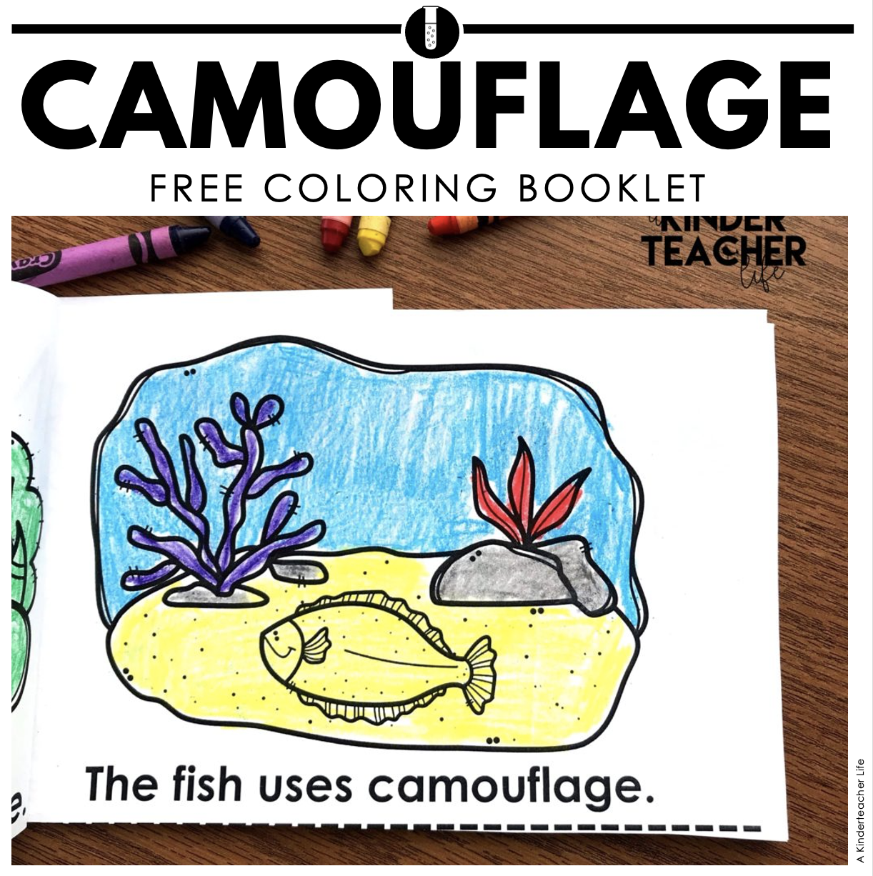 Camouflage ANIMALS COLORING BOOK Freebie A Kinderteacher Life
