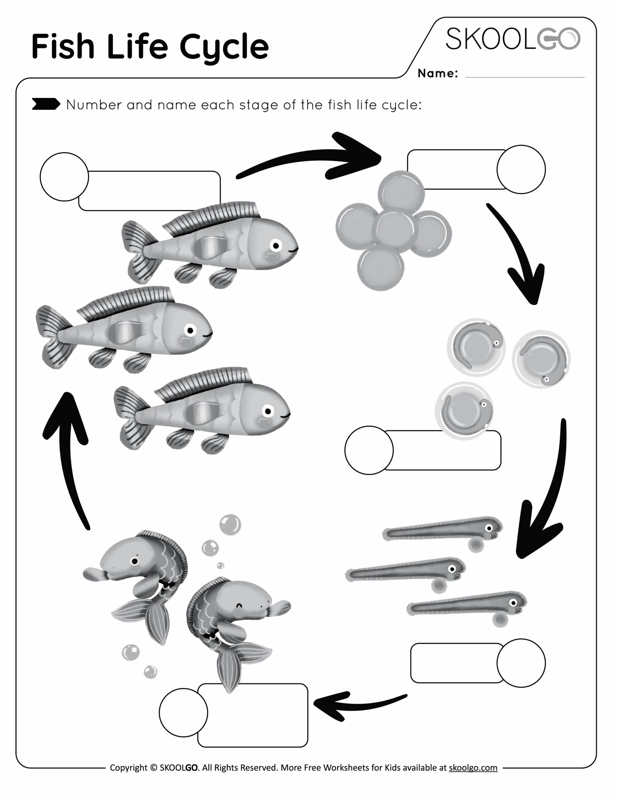 Fish Life Cycle Free Worksheet SKOOLGO