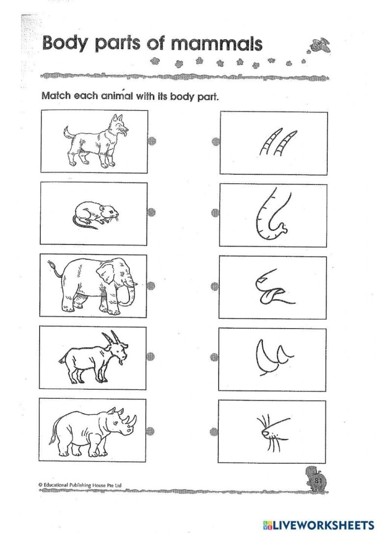 Free Free Mammal Worksheet Download Free Free Mammal Worksheet Png Images Free Worksheets On Clipart Library