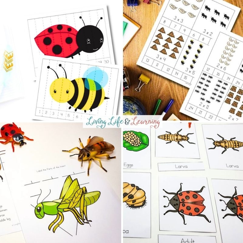Insect Math Worksheets For Kindergarten Insect Math Worksheets For Kindergarten