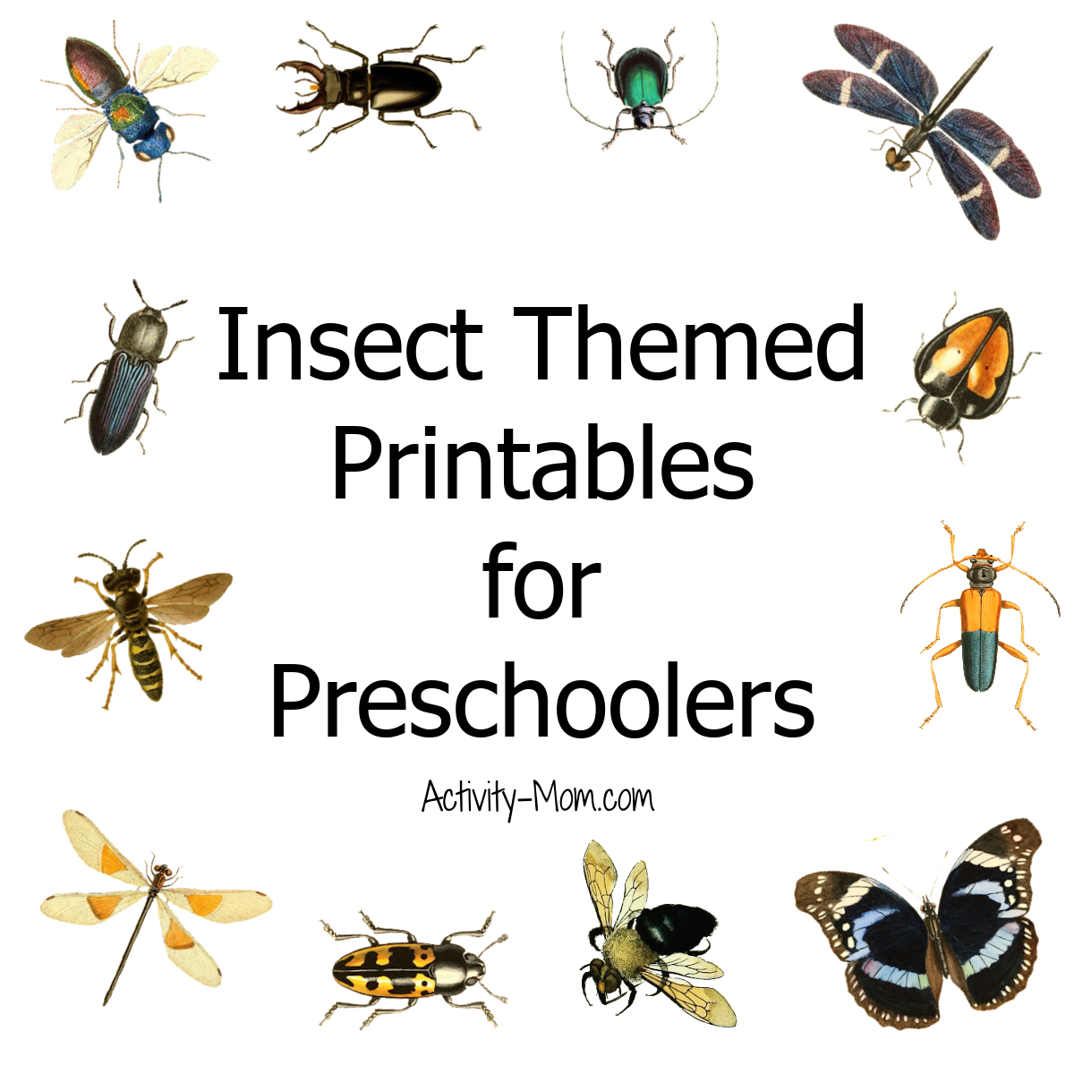 Free Printable Insect Worksheets For Kindergarten