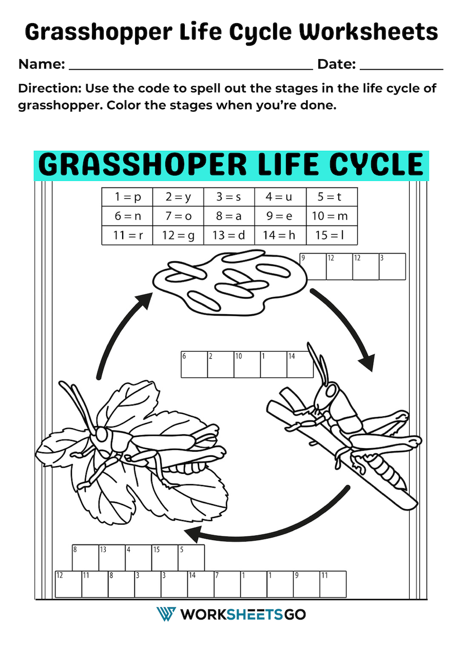 Grasshopper Life Cycle Worksheets WorksheetsGO