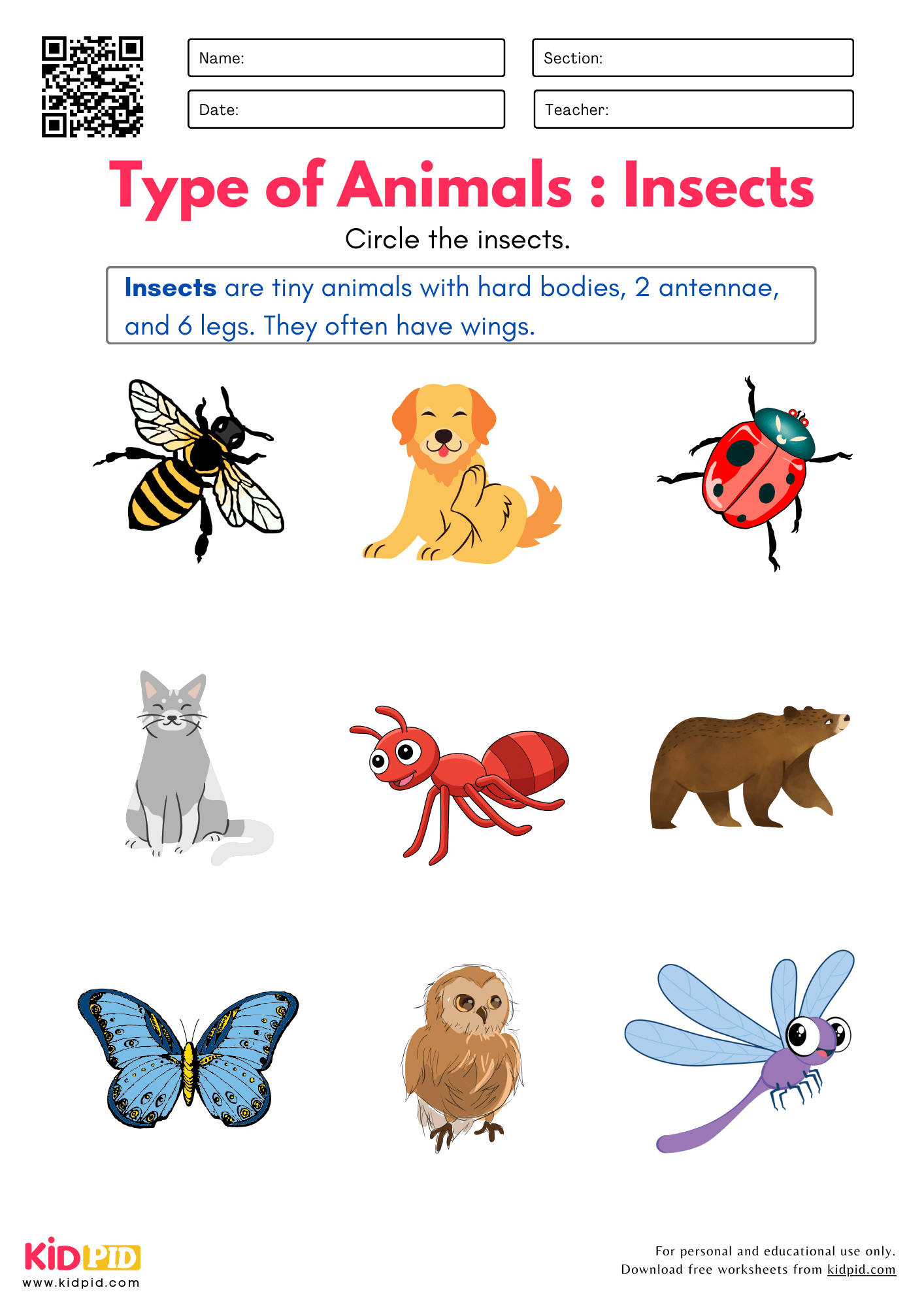 Identify Insects Birds Fishes Reptiles And Mammals Worksheet Kidpid Identify Insects Birds Fishes Reptiles And Mammals Worksheet Kidpid