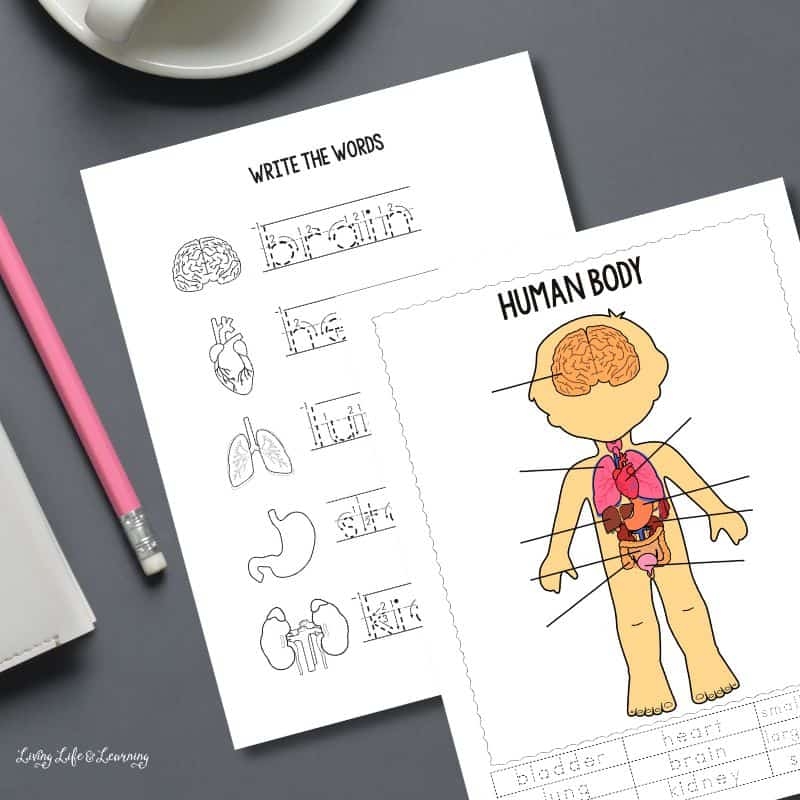 Free Human Body Worksheets For Kindergarten
