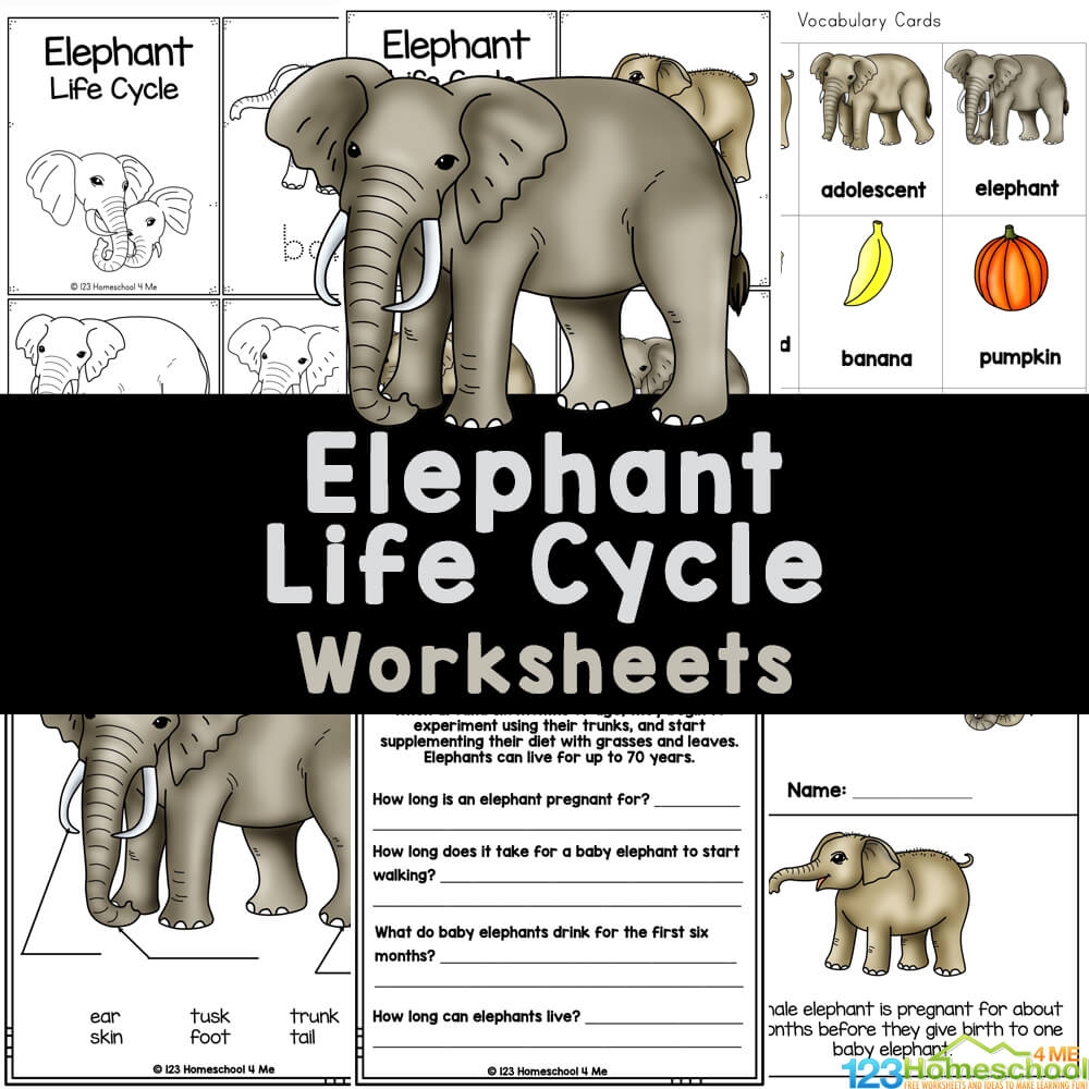 Life Cycle Of An Elepant FREE Worksheets Life Cycle Of An Elepant FREE Worksheets