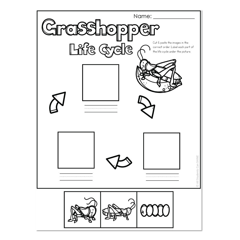 Life Cycle Writing Cut And Paste Grasshopper Lucky Little Learners