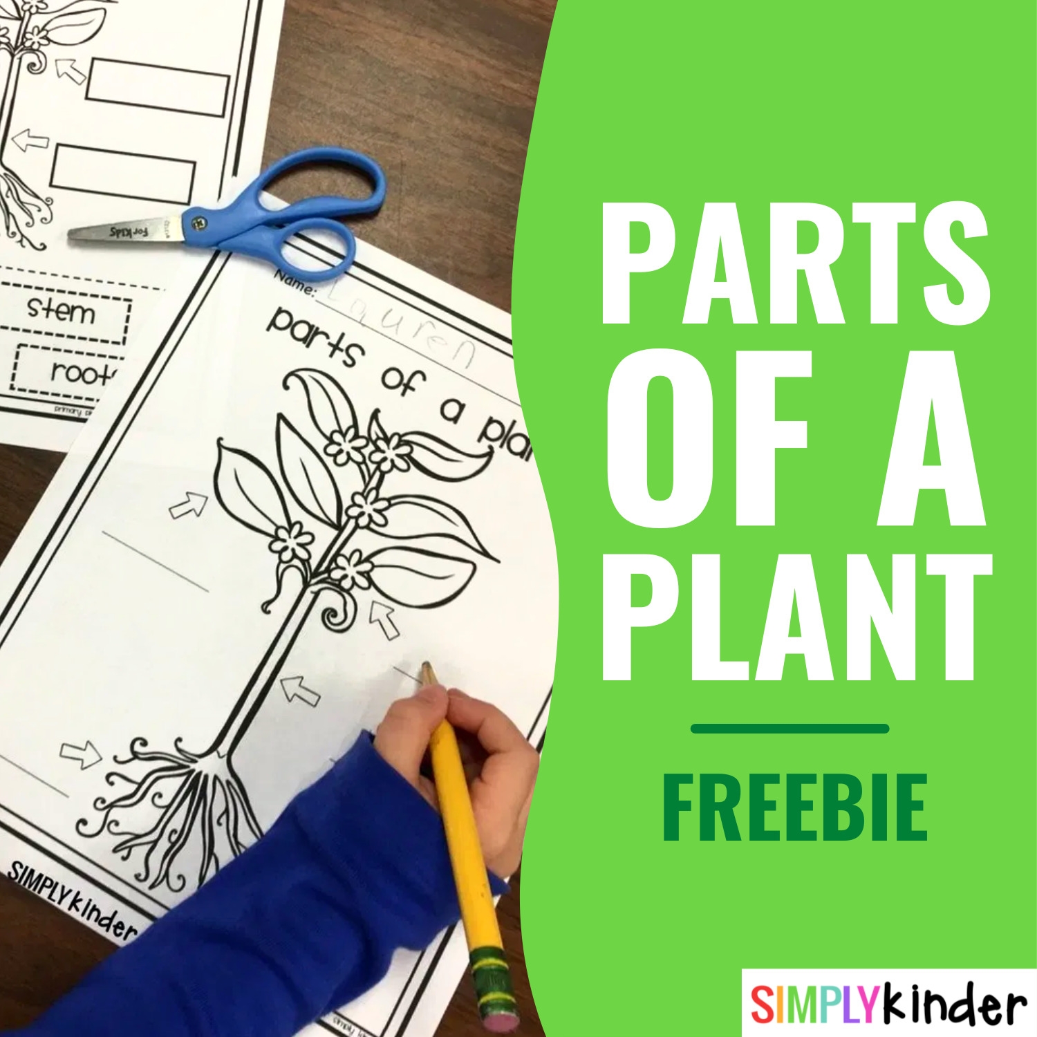 Free Plant Worksheets For Kindergarten