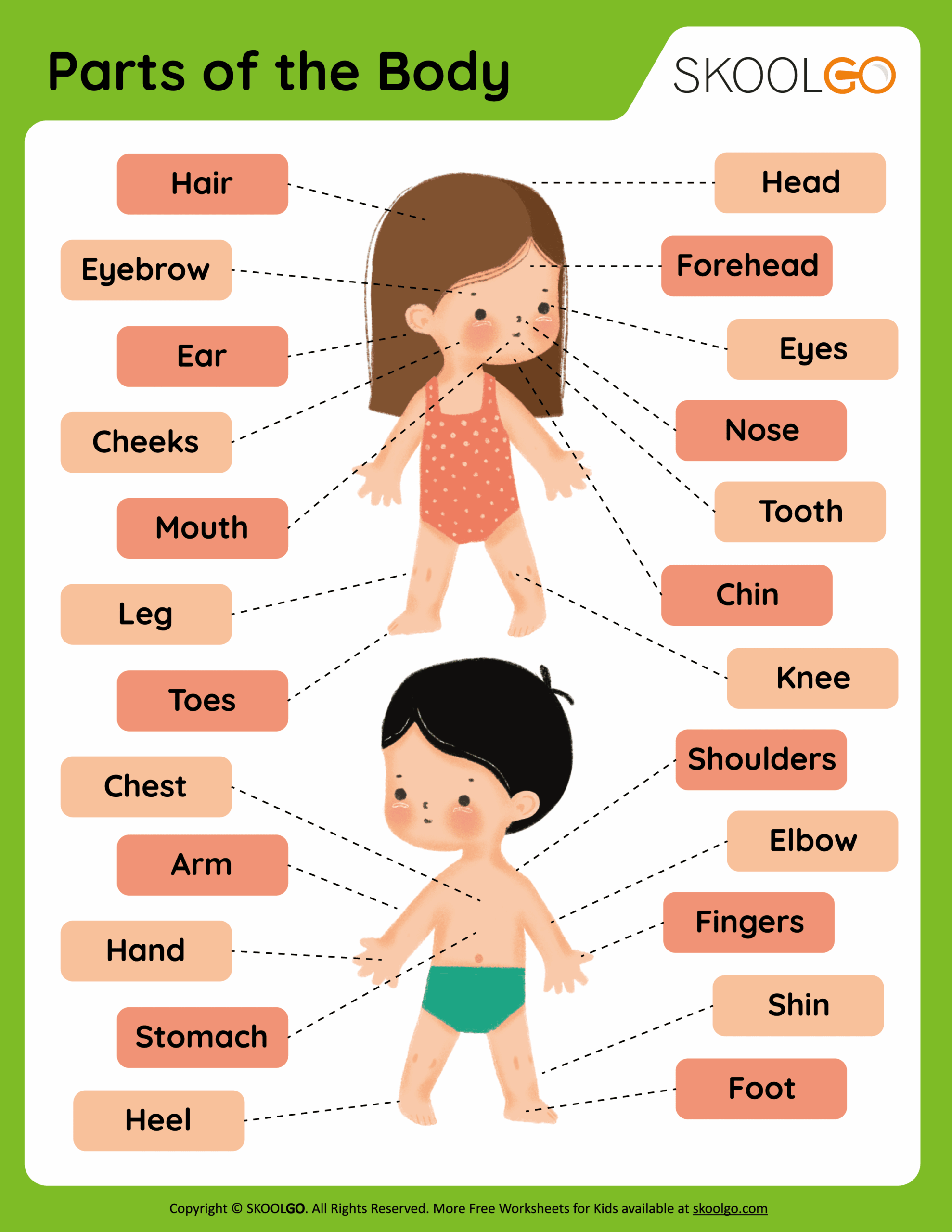Parts Of The Body Free Worksheet SKOOLGO