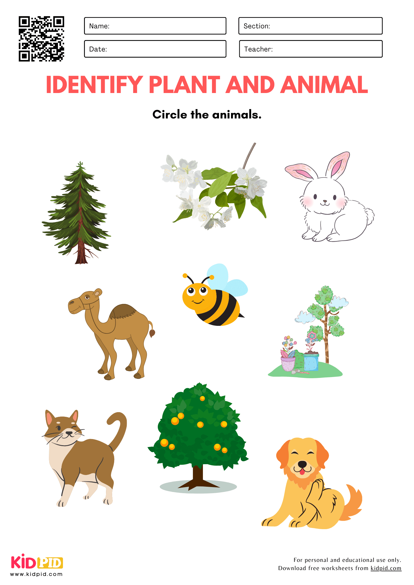 Plant And Animal Identification Worksheet For Kindergarten Kidpid
