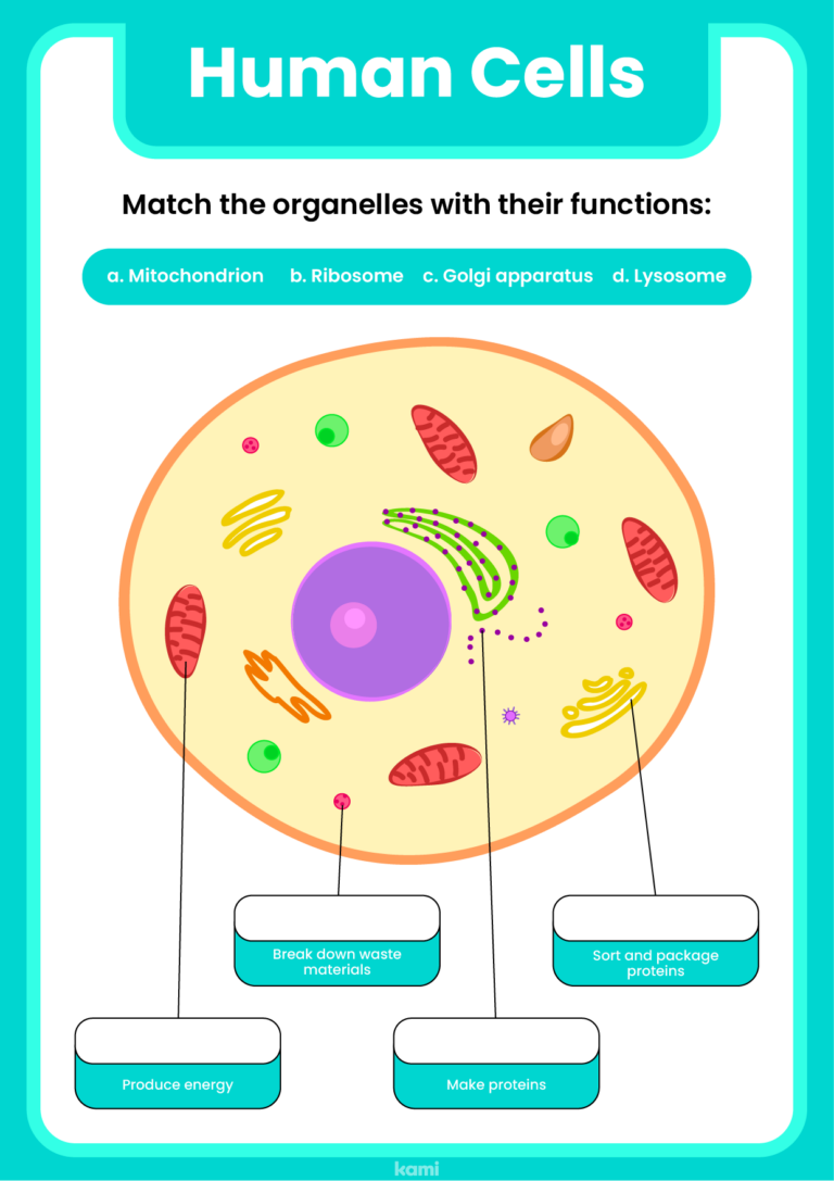 Human Cells Worksheet For Teachers Perfect For Grades 10th 11th 12th 8th 9th Science Classroom Resources Kami Library