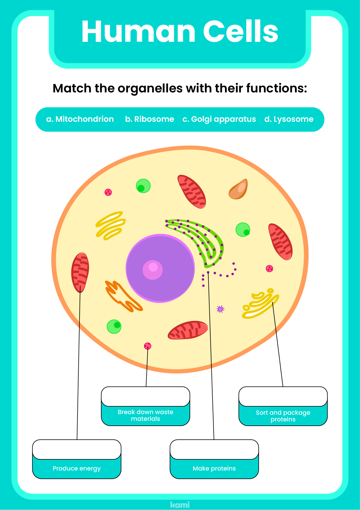 Printable Human Cell Worksheet