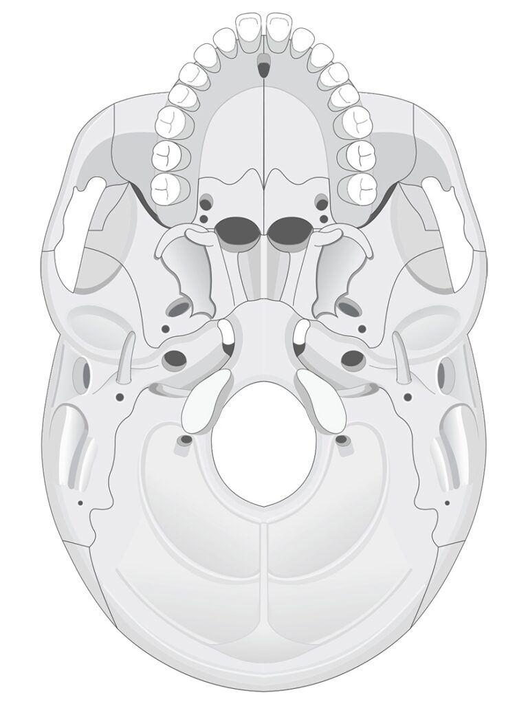Human Skull Anatomy Inferior View Illustrations Human Bio Media