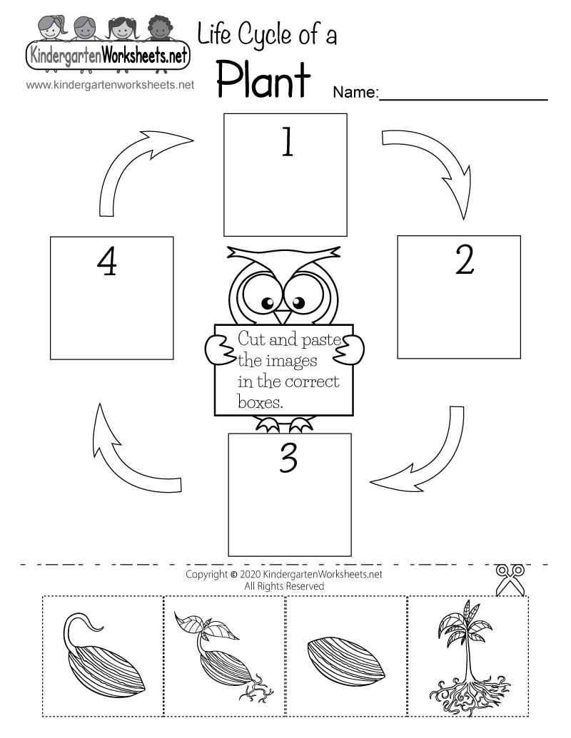 Life Cycle Preschool Worksheet Life Cycle Preschool Worksheet