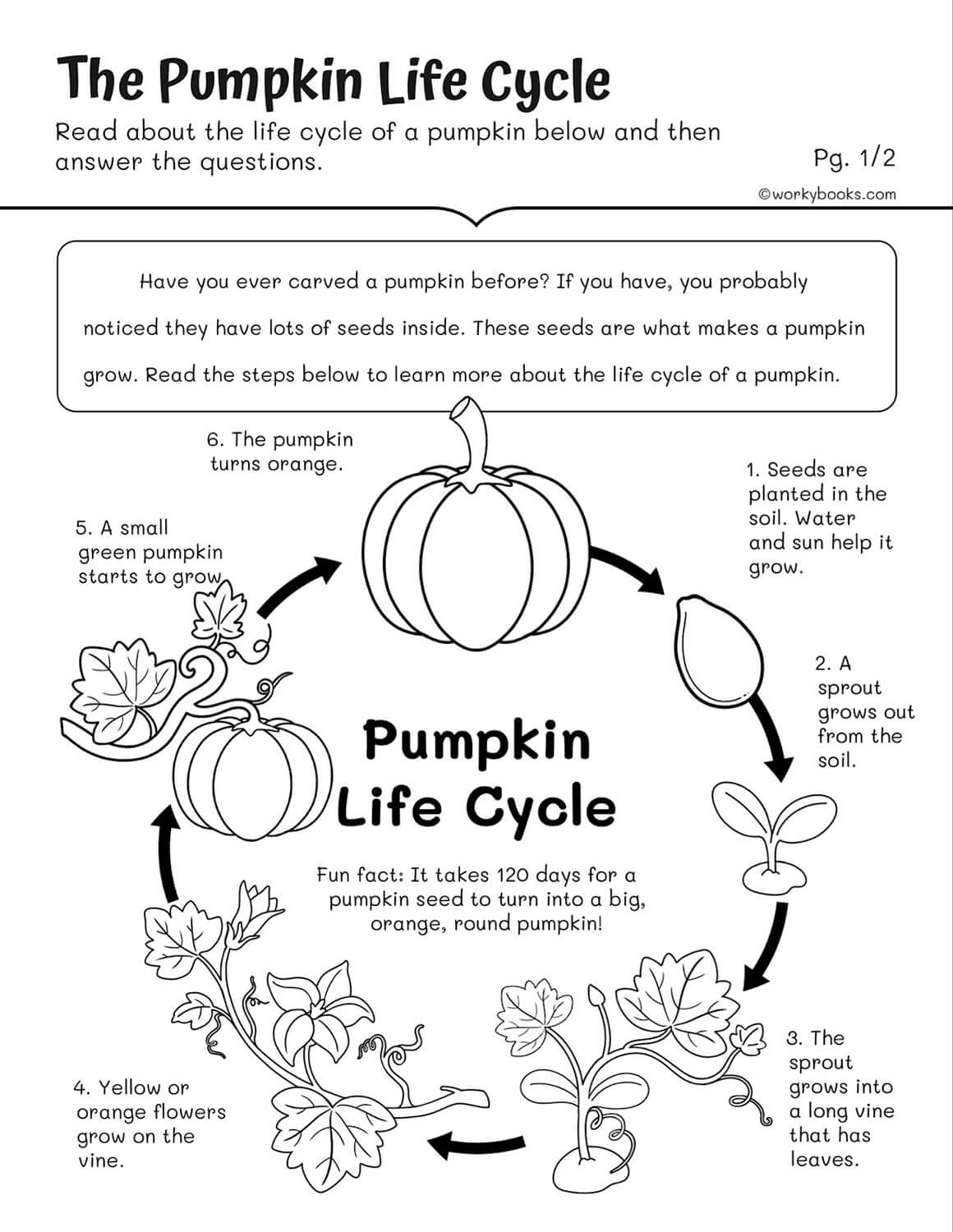 Life Cycle Worksheets 2nd Grade Free Life Cycle Worksheets 2nd Grade Free